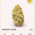 mango haze cbd macro trichomes détail fleur cbd résine gros plan