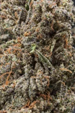 Fleur CBD Gorilla Glue en macro montrant les trichomes et pistils détaillés – La Kali CBD