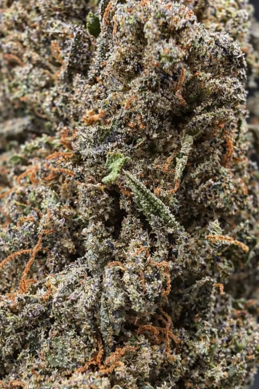 Fleur CBD Gorilla Glue en macro montrant les trichomes et pistils détaillés – La Kali CBD