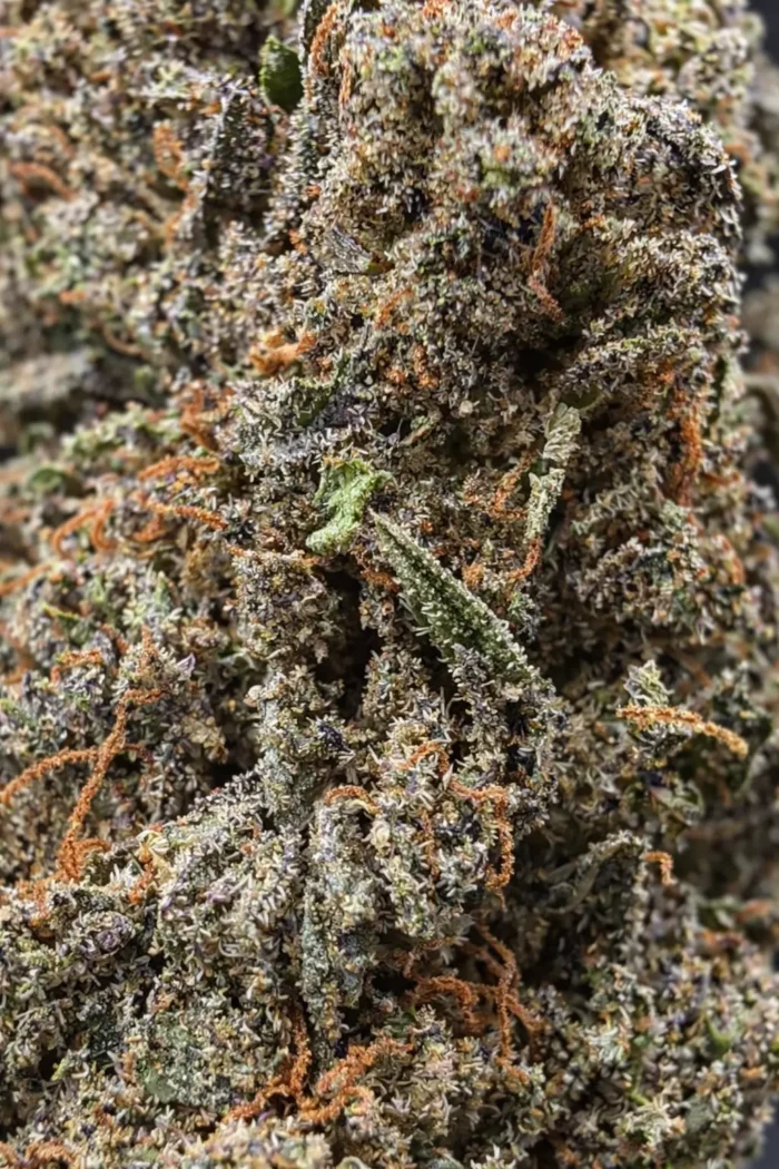 Fleur CBD Gorilla Glue en macro montrant les trichomes et pistils détaillés – La Kali CBD