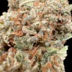 Mango Haze 17% CBD (Cheese) – Image 2