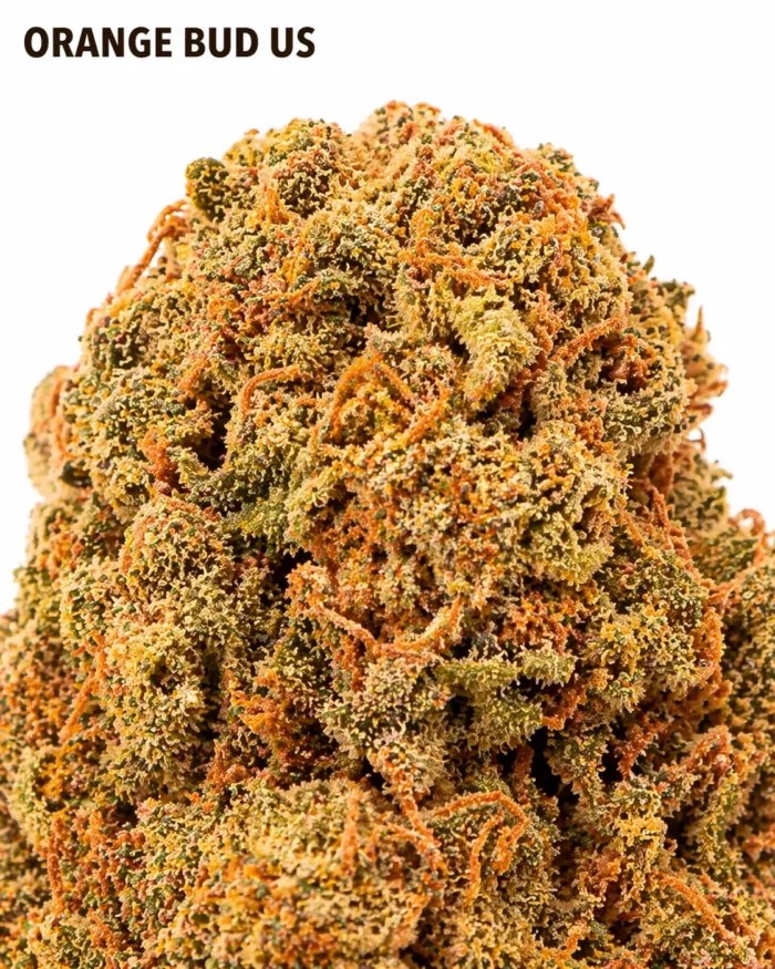 ORANGE BUD 12% CBD – Image 2