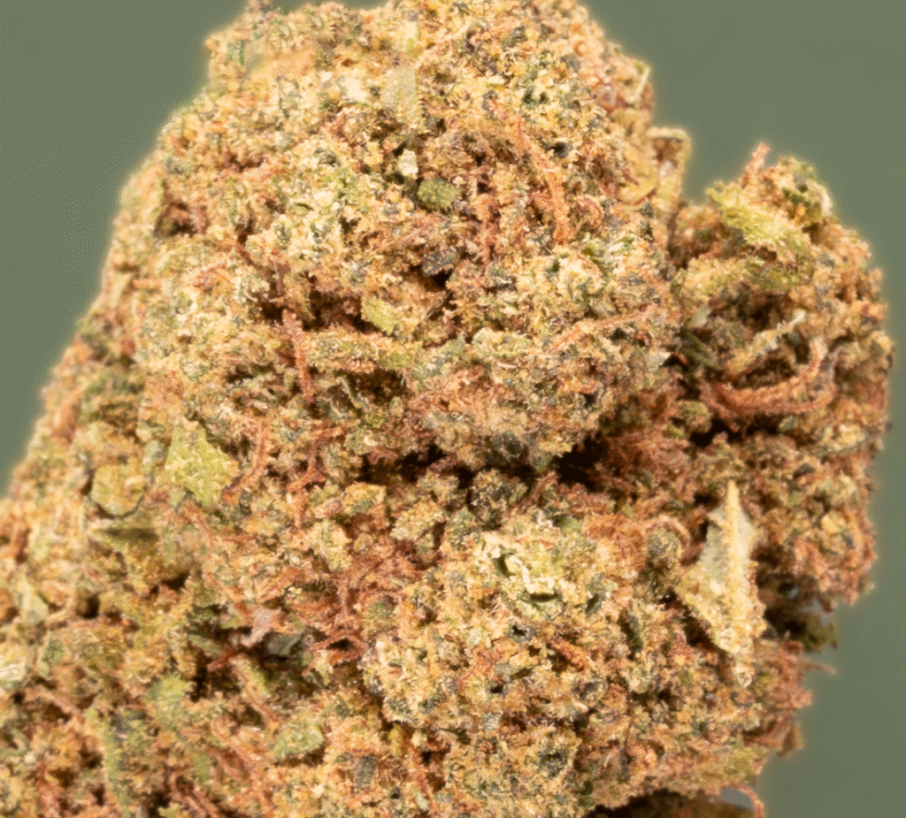 Fleur CBD Orange Bud en small buds, goût gâteau mandarine, culture indoor — LA KALI CBD Marseille.