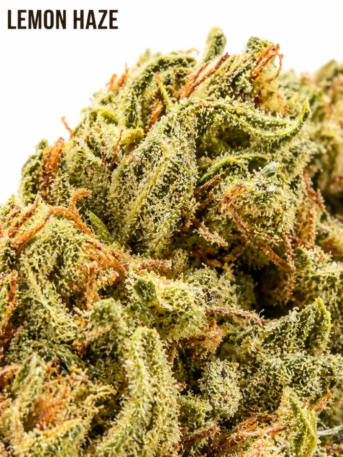 Lemon HAZE 9% CBD – Image 2