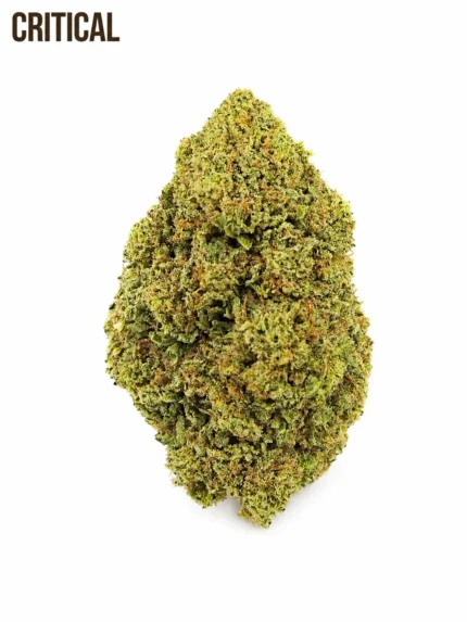 CRITICAL CBD Premium