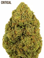 CRITICAL CBD Premium – Image 2
