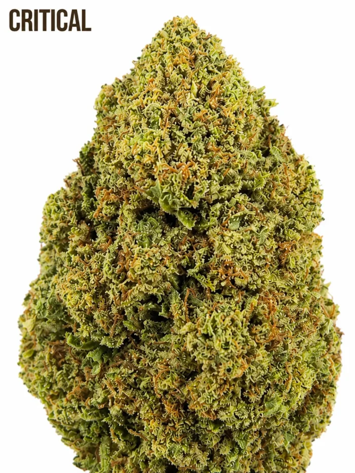 CRITICAL CBD Premium – Image 2