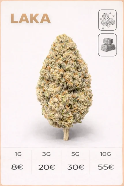 Fleur CBD LAKA aux arômes mangue et citron, tête dense et résineuse vendue chez La Kali CBD Marseille